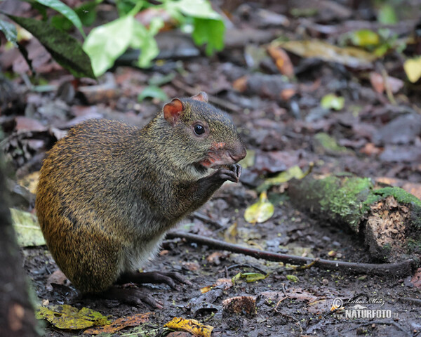 Central American Agouti (Dasyprocta punctata)