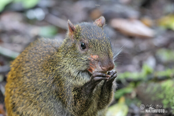 Central American Agouti (Dasyprocta punctata)