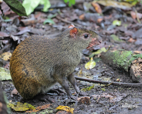 Central American Agouti (Dasyprocta punctata)