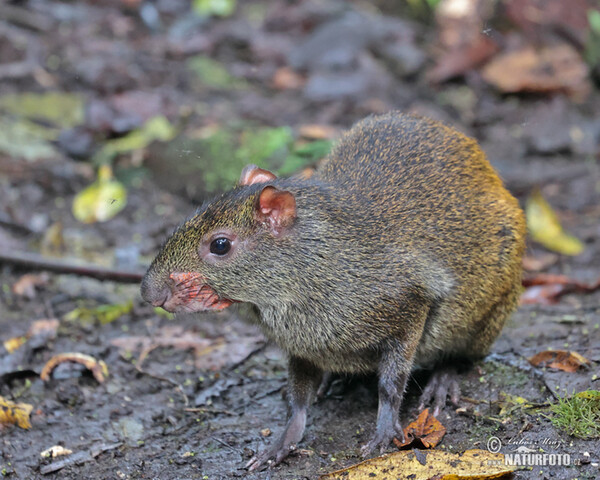 Central American Agouti (Dasyprocta punctata)