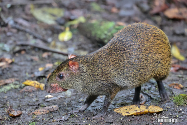 Central American Agouti (Dasyprocta punctata)