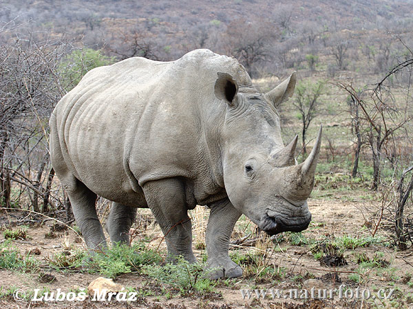 Ceratotherium simum