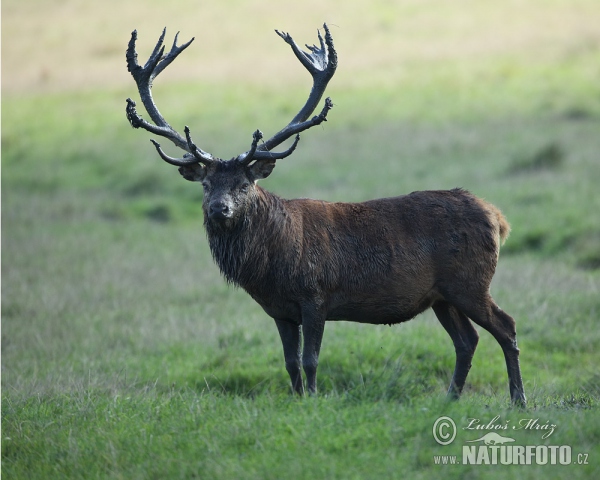 Cerf élaphe