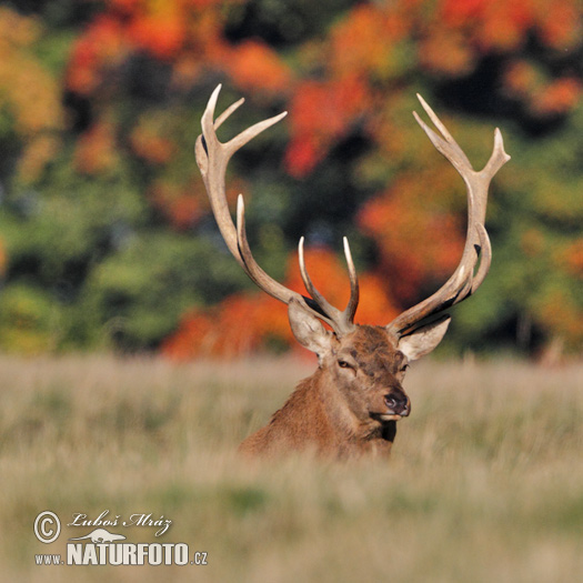 Cerf élaphe