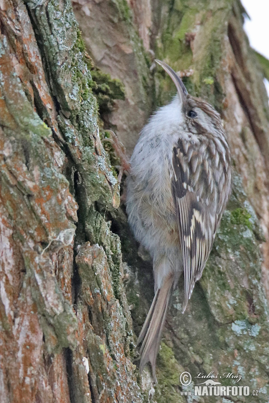 Certhia brachydactyla