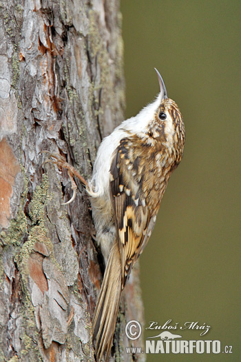 Certhia familiaris