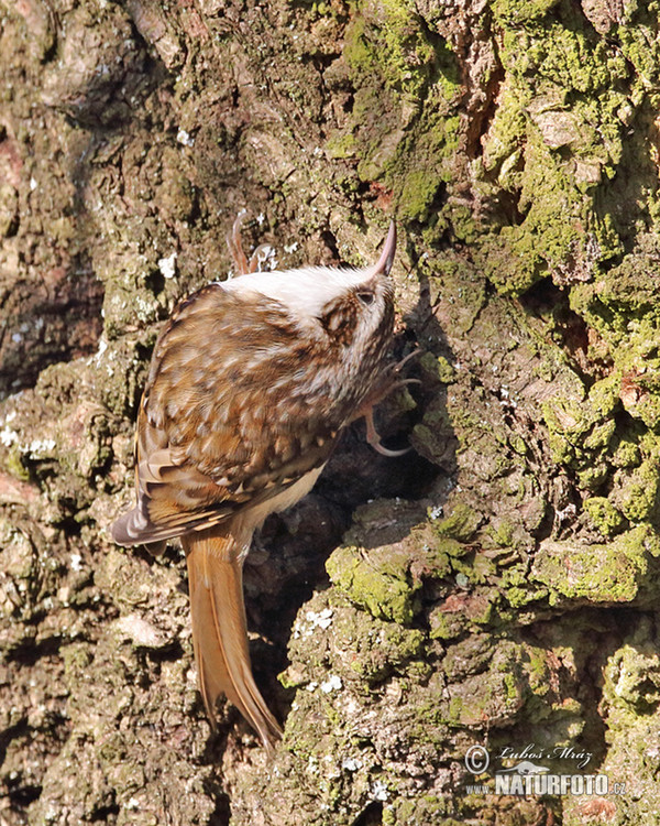 Certhia familiaris