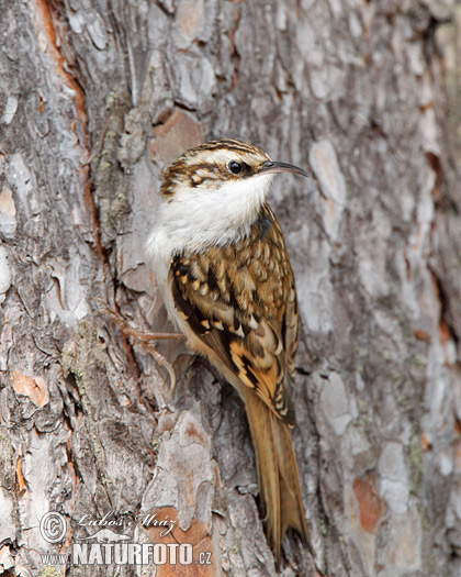 Certhia familiaris