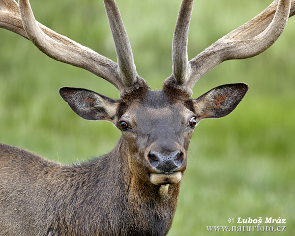 Cervus canadensis