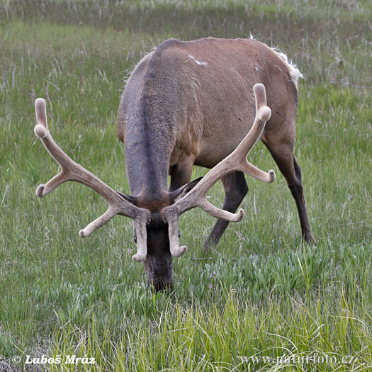 Cervus canadensis