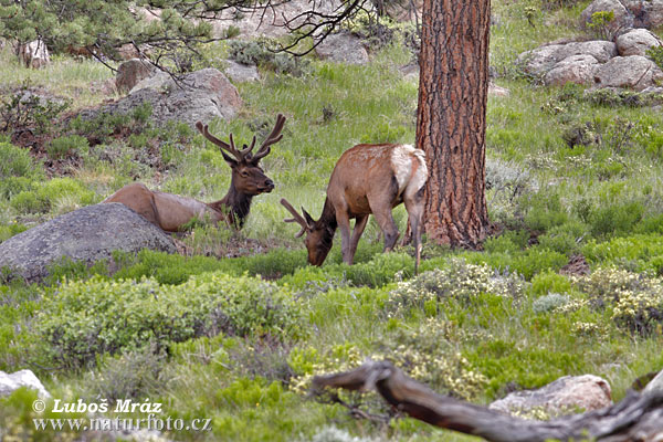 Cervus canadensis