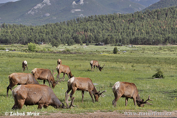 Cervus canadensis