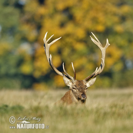 Cervus elaphus