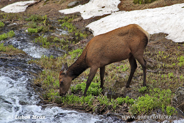 Cervus elaphus canadensis