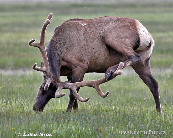 Cervus elaphus canadensis