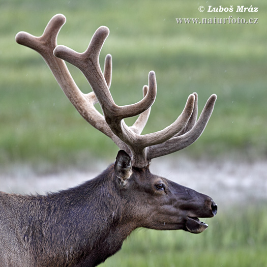 Cervus elaphus canadensis