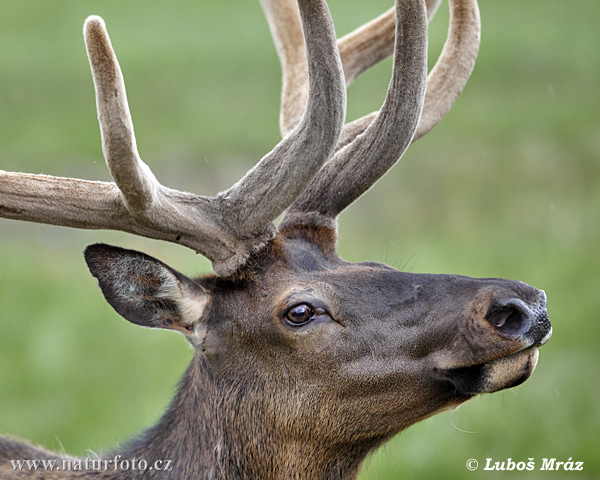 Cervus elaphus canadensis