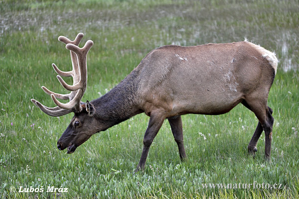 Cervus elaphus canadensis