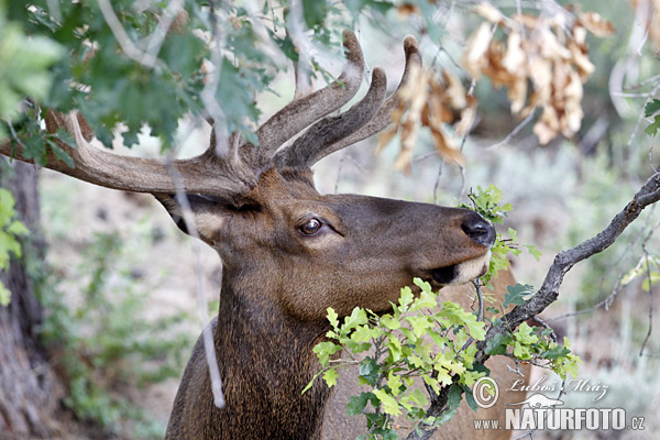 Cervus elaphus canadensis