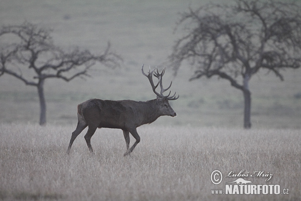 Cervus elaphus