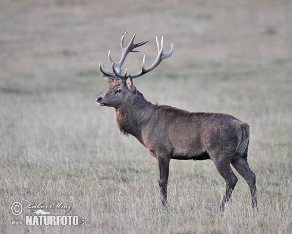 Cervus elaphus