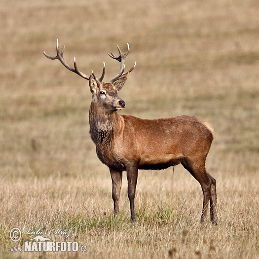 Cervus elaphus