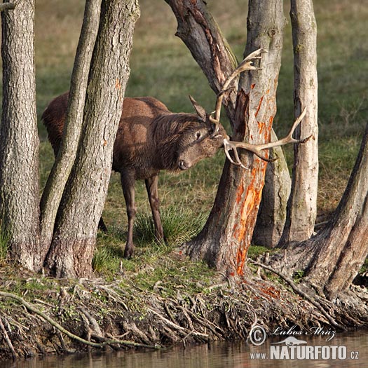 Cervus elaphus