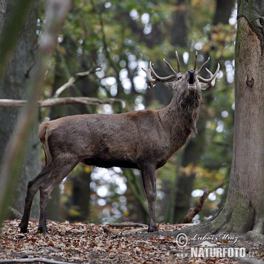 Cervus elaphus