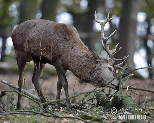Cervus elaphus
