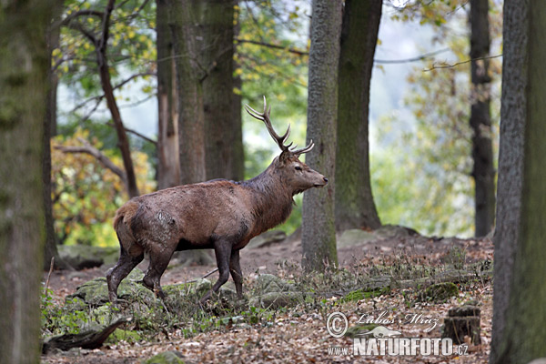 Cervus elaphus