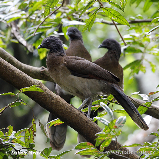 Chachalaca Cabecigrís cabeza gris Guacharaca