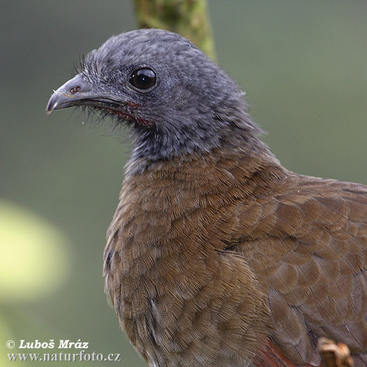 Chachalaca Cabecigrís cabeza gris Guacharaca