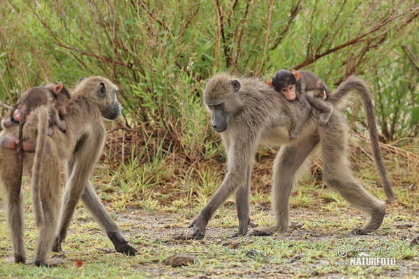 Chacma Baboon (Papio ursinus)