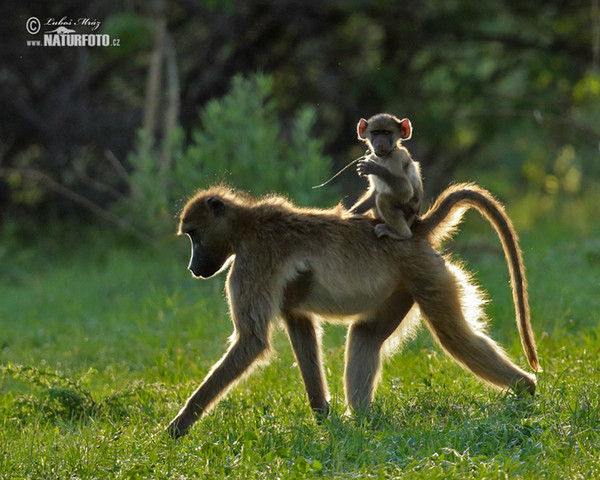 Chacma Baboon (Papio ursinus)