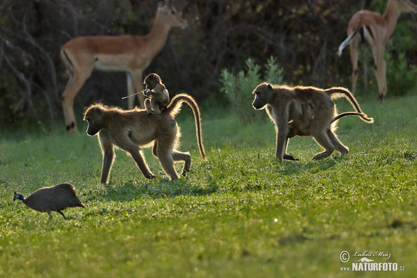 Chacma Baboon (Papio ursinus)