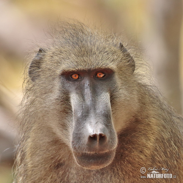 Chacma Baboon (Papio ursinus)