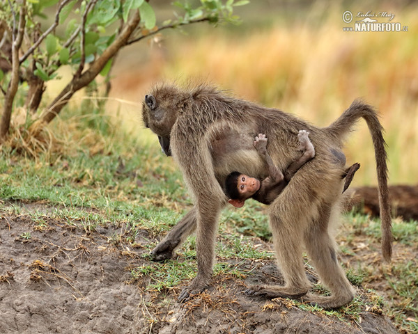 Chacma Baboon (Papio ursinus)