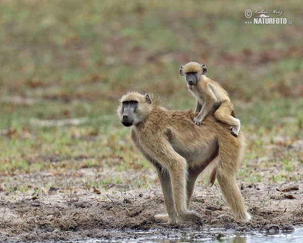 Chacma Baboon (Papio ursinus)