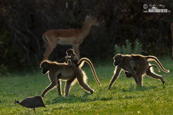 Chacma Baboon (Papio ursinus)