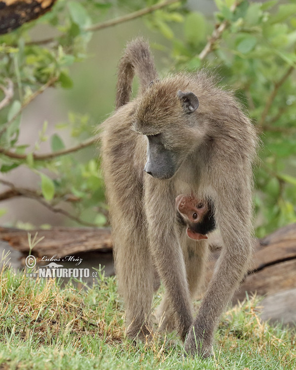 Chacma Baboon (Papio ursinus)