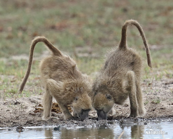 Chacma Baboon (Papio ursinus)