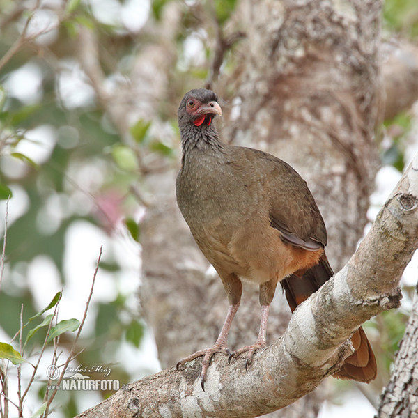 Chaco Chachalaca (Ortalis canicollis)