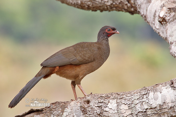 Chaco Chachalaca (Ortalis canicollis)