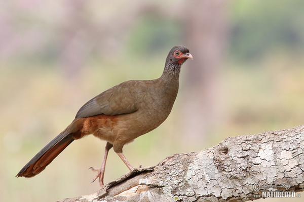 Chaco Chachalaca (Ortalis canicollis)