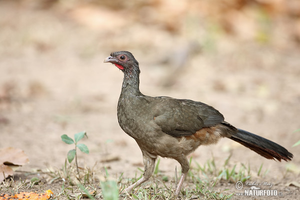 Chaco Chachalaca (Ortalis canicollis)