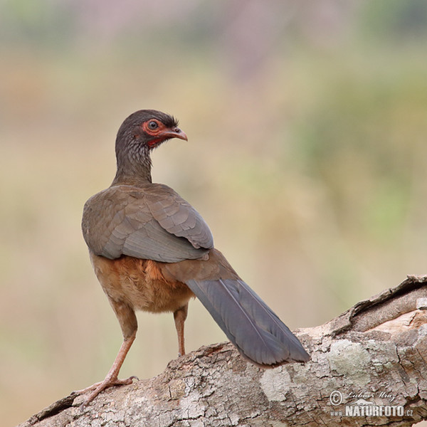 Chaco Chachalaca (Ortalis canicollis)