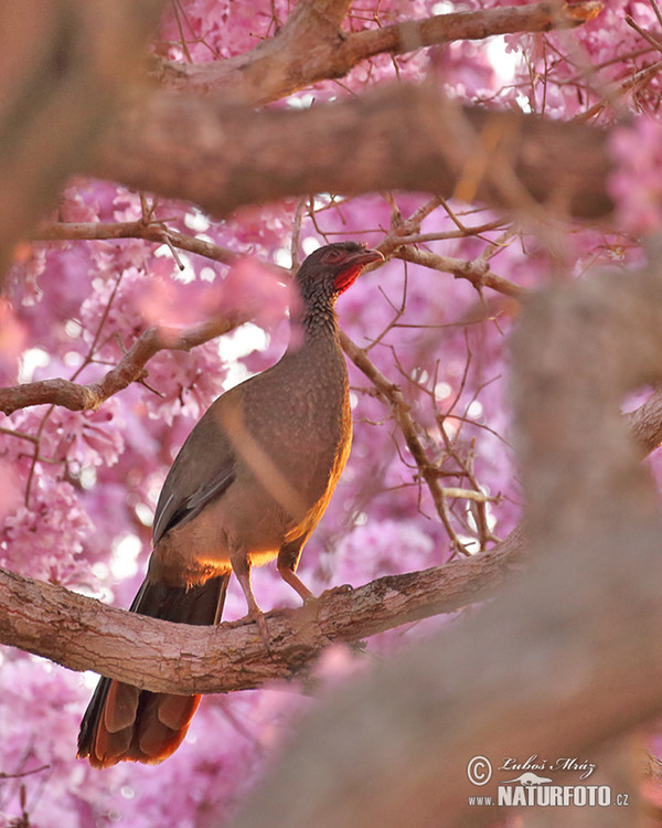 Chaco Chachalaca (Ortalis canicollis)