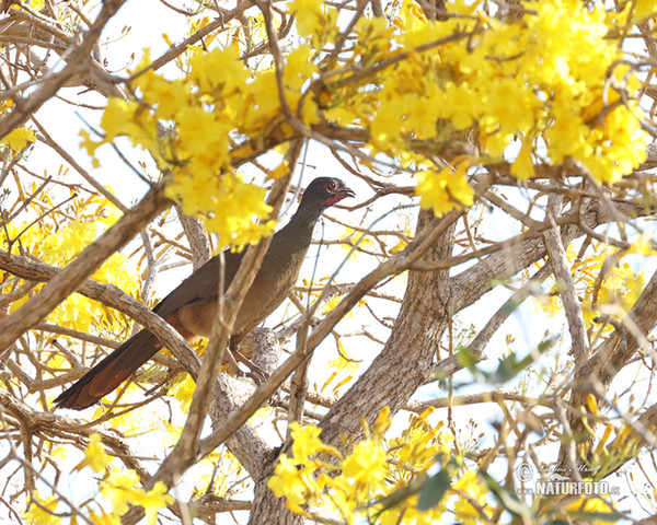 Chaco Chachalaca (Ortalis canicollis)