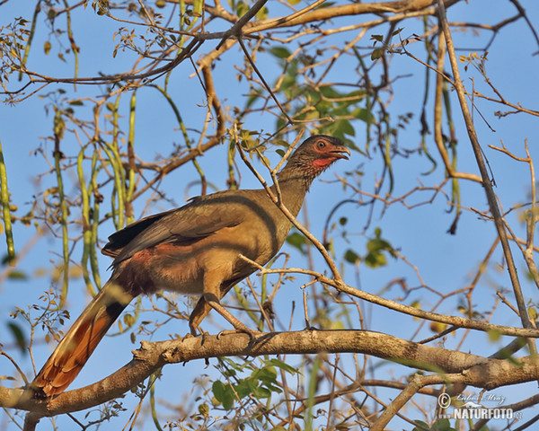 Chaco Chachalaca (Ortalis canicollis)