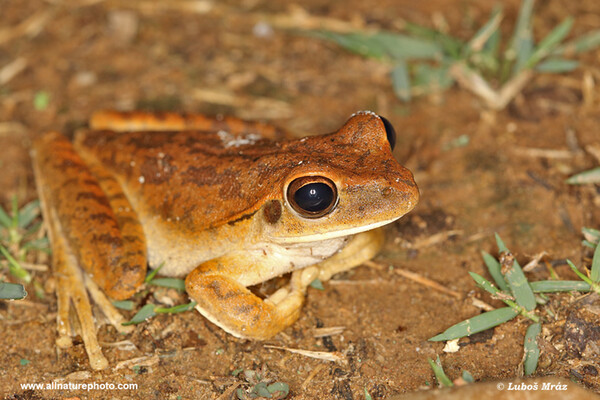 Chaco tree frog (Boana raniceps)
